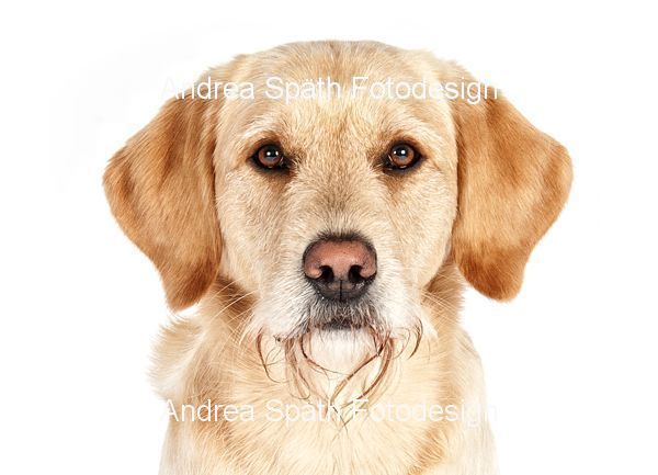 hund-2-<b>andrea-spaeth</b>-fotodesign - hund-2-andrea-spaeth-fotodesign