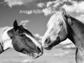 pferde-14-andrea-spaeth-fotodesign