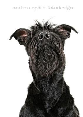 hund-riesenschnauzer-2-fotodesign-spaeth.jpg