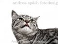 Tigerchen - Katzenportrait