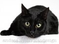 schwarze Katze - Katzenportrait