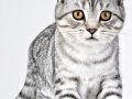 Kitten - Katzenportrait