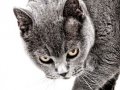 graue Katze - Katzenportrait