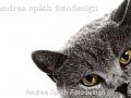 graue Katze - Katzenportrait