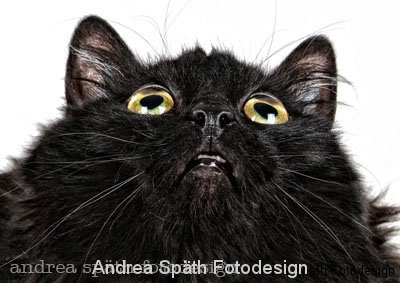 katze-10-fotodesign-spaeth.jpg