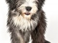 andrea_spaeth_fotodesign_hund_