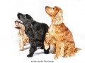 andrea_spaeth_fotodesign_hund_asf0425