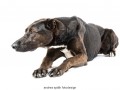 andrea_spaeth_fotodesign_hund_asf3610