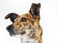 andrea_spaeth_fotodesign_hund_asf9005