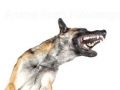 hund-5-andrea-spaeth-fotodesign