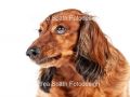 hund-50-andrea-spaeth-fotodesign