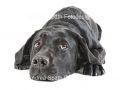 hund-55-andrea-spaeth-fotodesign