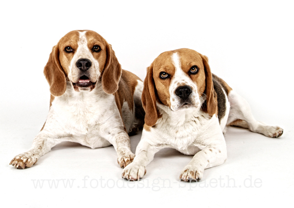 Zwei Beagles