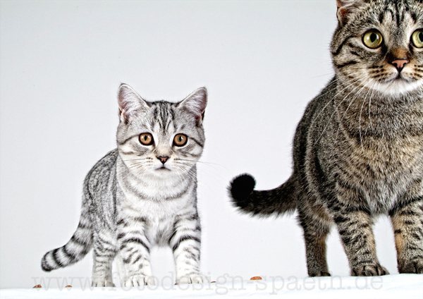 Zwei Katzen