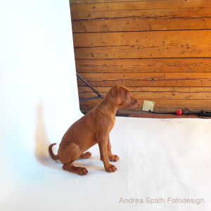 Hundefotos Andrea Späth Tierfotografin