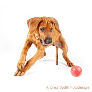 Hundefotos Andrea Späth Tierfotografin