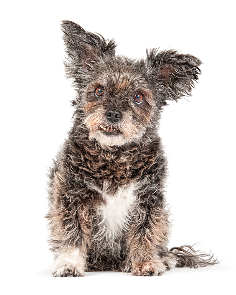 Künstlerisch ausgearbeitetes Fine-Art-Portrait eines Hundes