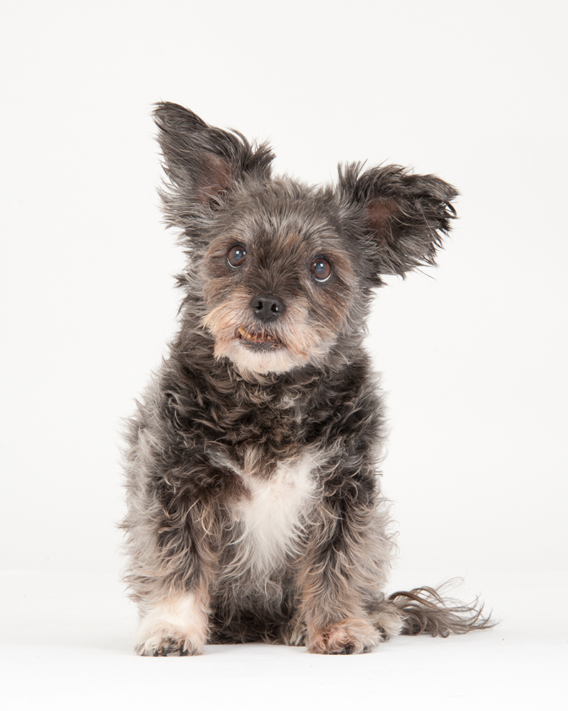 Originalaufnahme eines Hundes vor der Fine-Art-Bearbeitung