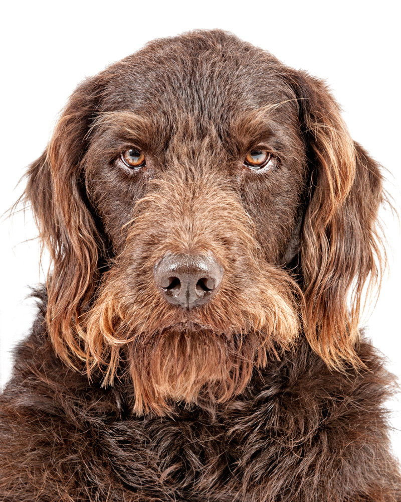 Ausdrucksstarkes Hundeportrait – Tierfotografie in München
