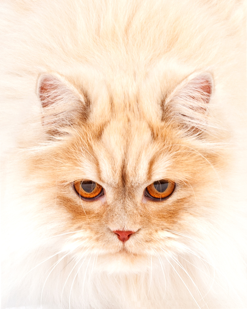 Katzenportrait – Tierfotografie in München