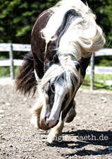 Irish Tinker