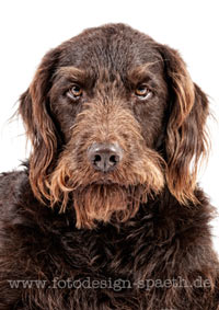Labradoodle