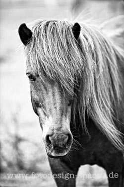 Pferdeportrait